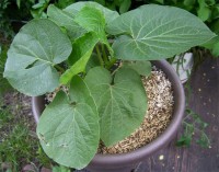 Jonge kavaplant in pot / Bron: Wowbobwow12, Wikimedia Commons (CC BY-SA-3.0)