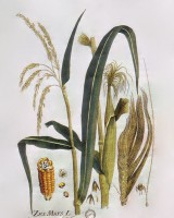 Botanische tekening mais uit 1788 / Bron: Joseph Jakob Plenck, Wikimedia Commons (Publiek domein)