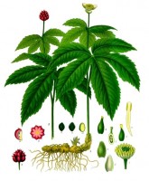 Botamische tekening Canadese geelwortel / Bron: Franz Eugen Köhler, Köhler's Medizinal-Pflanzen, Wikimedia Commons (Publiek domein)