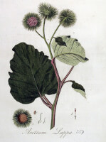 Botanische tekening grote klit / Bron: Janus (Jan) Kops, Wikimedia Commons (Publiek domein)