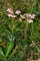 Pipsissewa in bloei / Bron: Christian Fischer, Wikimedia Commons (CC BY-SA-3.0)