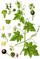 Botanische tekening heggerank / Bron: Johann Georg Sturm (Painter: Jacob Sturm), Wikimedia Commons (Publiek domein)