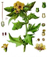 Botanische tekening bilzekruid / Bron: Franz Eugen Köhler, Köhler's Medizinal-Pflanzen, Wikimedia Commons (Publiek domein)