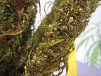 Wietzaad aan een hennepplant; de plant bevat bijna geen THC meer nu hij zaad is gaan maken / Bron: D-Kuru, Wikimedia Commons (CC BY-SA-3.0)