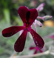 Bloem Pelargonium Sidoides / Bron: Stickpen, Wikimedia Commons (Publiek domein)