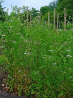 Korianderplant / Bron: H. Zell, Wikimedia Commons (CC BY-SA-3.0)