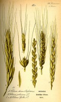 Botanische tekening spelt / Bron: Publiek domein, Wikimedia Commons (PD)