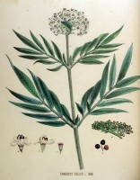 Botanische tekening kruidvlier / Bron: Janus (Jan) Kops, Wikimedia Commons (Publiek domein)