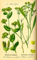 Botanische tekening sikkelgoudscherm / Bron: Publiek domein, Wikimedia Commons (PD)