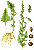 Botanische tekening melganzenvoet / Bron: Johann Georg Sturm, Wikimedia Commons (Publiek domein)
