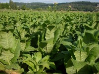 Tabaksplantage in de Dordogne, Frankrijk / Bron: Traumrune, Wikimedia Commons (CC BY-SA-3.0)