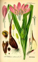 Botanische tekening herfsttijloos / Bron: Publiek domein, Wikimedia Commons (PD)