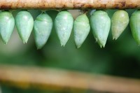 Serrapeptase wordt door vlinders gebruikt om uit de cocon te komen. / Bron: GLady, Pixabay