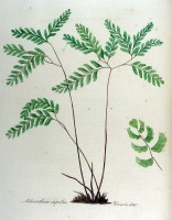 Botanische tekening venushaar / Bron: Janus (Jan) Kops, Wikimedia Commons (Publiek domein)
