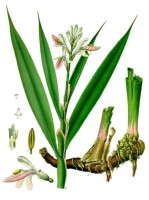 Botanische tekening kleine galgant of laos / Bron: Franz Eugen Köhler, Köhler's Medizinal-Pflanzen, Wikimedia Commons (Publiek domein)