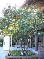 Bittere oranje appelboom / Bron: Raul654, Wikimedia Commons (CC BY-SA-3.0)