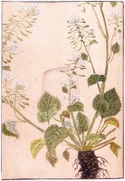 Botanische tekening wasabi / Bron: Publiek domein, Wikimedia Commons (PD)