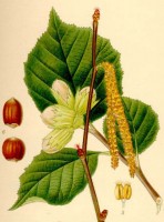 Botanische tekening hazelnootboom / Bron: Carl Axel Magnus Lindman, Wikimedia Commons (Publiek domein)
