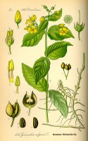 Botanische tekening grote wederik / Bron: Publiek domein, Wikimedia Commons (PD)