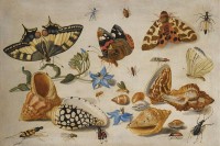 Tekening van Jan van Kessel met insecten en komkommerkruid / Bron: Jan van Kessel the Elder, Wikimedia Commons (Publiek domein)