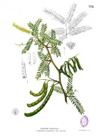 Botanische tekening mesquite / Bron: Francisco Manuel Blanco (O.S.A.), Wikimedia Commons (Publiek domein)