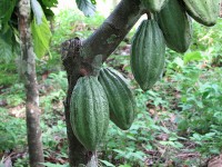Cacaovruchten / Bron: Sarahemcc, Wikimedia Commons (CC BY-2.0)