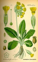 Botanische tekening sleutelbloem / Bron: Publiek domein, Wikimedia Commons (PD)