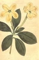 Botanische tekening manaca / Bron: William Curtis, Wikimedia Commons (Publiek domein)