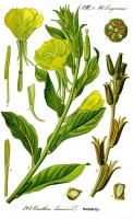 Botanische tekening middelste teunisbloem / Bron: Publiek domein, Wikimedia Commons (PD)
