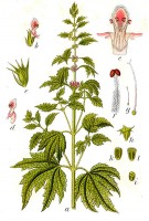 Botanische tekening hartgespan / Bron: Johann Georg Sturm (Painter: Jacob Sturm), Wikimedia Commons (Publiek domein)