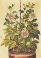 Passiflora incarnata, tekening / Bron: Hans Simon Holtzbecker, Wikimedia Commons (Publiek domein)