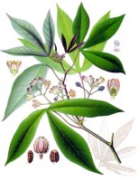 Botanische tekening cassaveplant / Bron: Franz Eugen Köhler, Köhlers Medizinal-Pflanzen, Wikimedia Commons (Publiek domein)