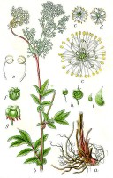 Botanische tekening moerasspirea / Bron: Johann Georg Sturm (Painter: Jacob Sturm), Wikimedia Commons (Publiek domein)