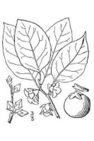 Botanische tekening Amerikaanse persimoen / Bron: Britton, N.L., and A. Brown. 1913 / Kentucky Native Plant Society / Omnitek Inc., Wikimedia Commons (Publiek domein)