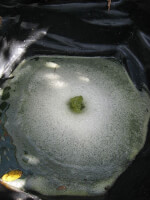 De spirulina-alg / Bron: Matthieu Sontag (Mirgolth), Wikimedia Commons (CC BY-SA-3.0)