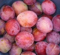 Prunus domestica / Bron: Rasbak, Wikimedia Commons (CC BY-SA-3.0)
