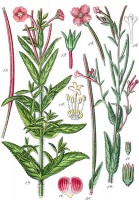 Botanische tekening viltige basterdwederik / Bron: Johann Georg Sturm (Painter: Jacob Sturm), Wikimedia Commons (Publiek domein)