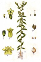 Botanische tekening glad parelkruid / Bron: Johann Georg Sturm (Painter: Jacob Sturm), Wikimedia Commons (Publiek domein)