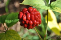 Vrucht Panax quinquefolius / Bron: Drginseng, Wikimedia Commons (CC BY-SA-3.0)