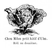 Botanische tekening savooiekool / Bron: VAC, Wikimedia Commons (Publiek domein)