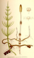 Botanische tekening heermoes / Bron: Carl Axel Magnus Lindman, Wikimedia Commons (Publiek domein)