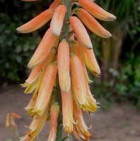 Close-up bloem aloë vera / Bron: Ton Rulkens, Wikimedia Commons (CC BY-SA-2.0)