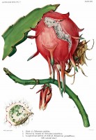 Botanische tekening pitaja / Bron: Mary Emily Eaton (1873-1961), Wikimedia Commons (GFDL)
