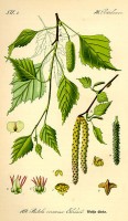 Botanische tekening berk / Bron: Publiek domein, Wikimedia Commons (PD)