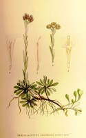 Botanische tekening / Bron: Carl Axel Magnus Lindman, Wikimedia Commons (Publiek domein)