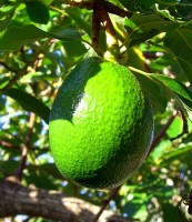 Twee avocadopitten en een avocado die aan de boom hangt. / Bron: Walknboston, Wikimedia Commons (CC BY-2.0)