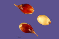 Zaden sorghum bicolor / Bron: Tracey Slotta, USDA-NRCS Plants Database, Wikimedia Commons (Publiek domein)
