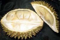 Opengemaakte durian / Bron: Yosri, Wikimedia Commons (CC BY-SA-2.0)