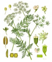 Botanische tekening karwij / Bron: Franz Eugen Köhler, Köhler's Medizinal-Pflanzen, Wikimedia Commons (Publiek domein)