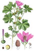 Botanische tekening kaasjeskruid uit 1796 / Bron: Johann Georg Sturm, Wikimedia Commons (Publiek domein)